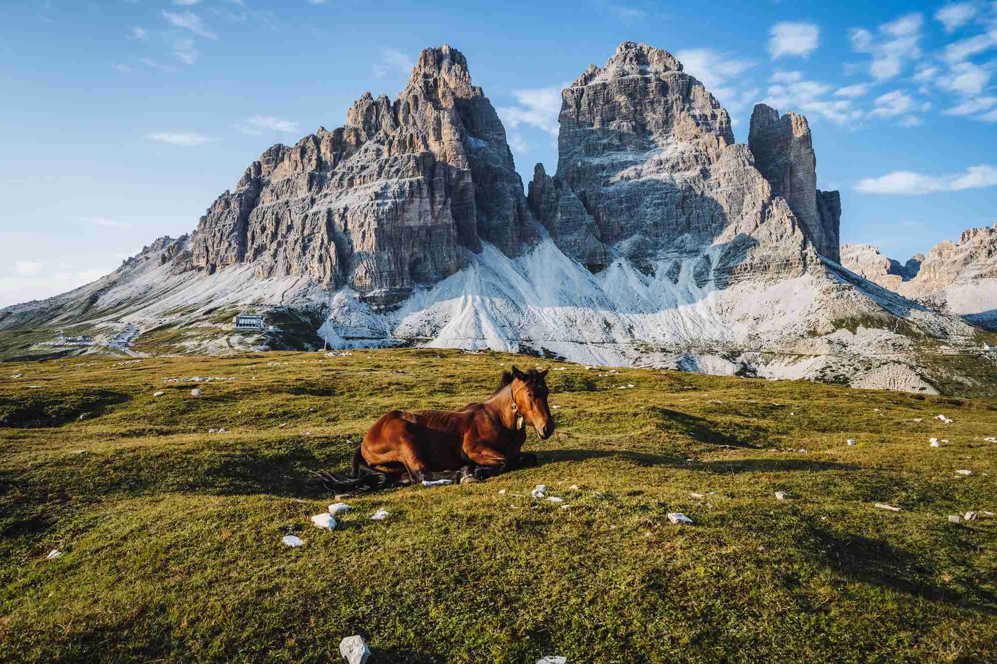 wild-horse-resting-in-a-meadow-with-tre-cime-di-la-2024-10-14-14-38-13-utcResized_4_11zon.jpg